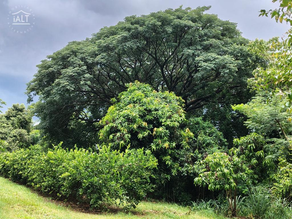 Sítio à venda em Rural, Agulha - foto 21 de 29