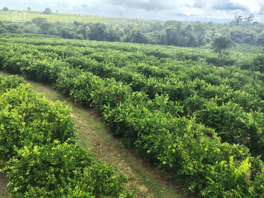 Sítio à venda em Rural, Agulha - foto 24 de 29