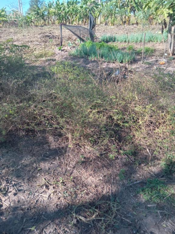 Chácara à venda em Jardim Esplanada, Termas De Ibira - foto 10 de 11